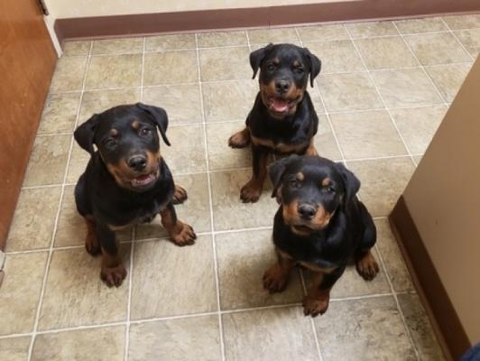 Stunning Rottweiler Puppies for Sale.